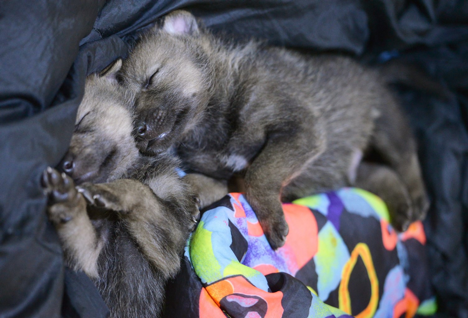 Schlafenszeit: Die Welpen kuscheln in einem abgesperrten Bereich auf Matratzen.