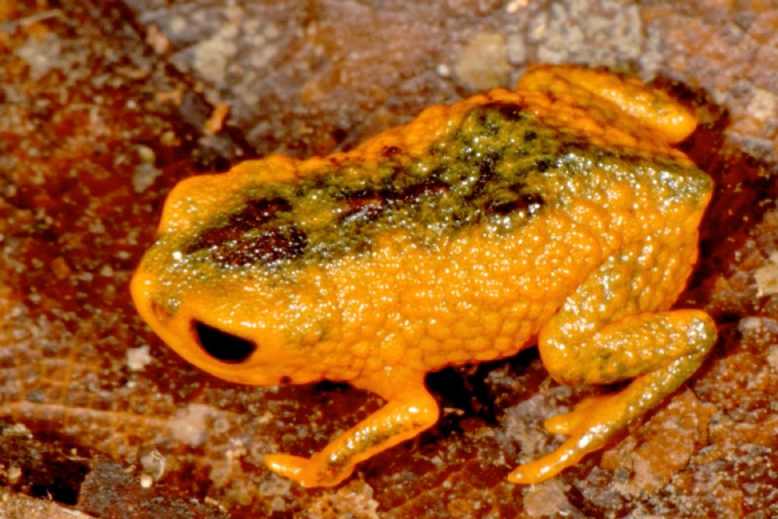 Ein Exemplar von Brachycephalus fuscolineatus.