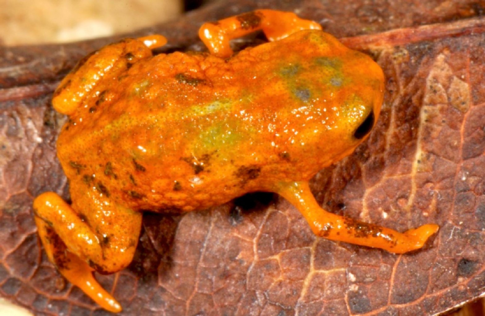 Brachycephalus mariaeterezae