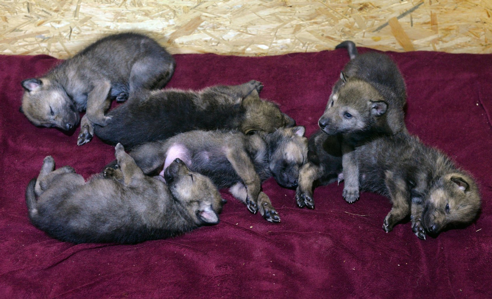Insgesamt sechs Wolfskinder werden hier zurzeit aufgezogen.