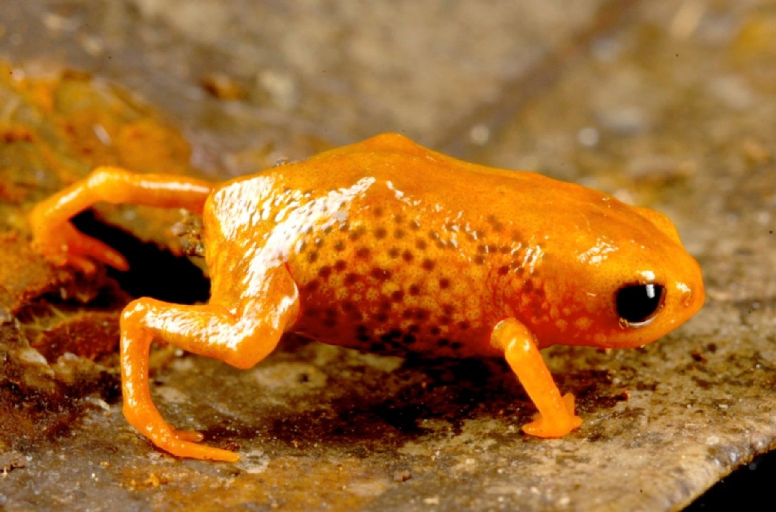 Ein Exemplar des Miniaturfrosches Brachycephalus leopardus.
