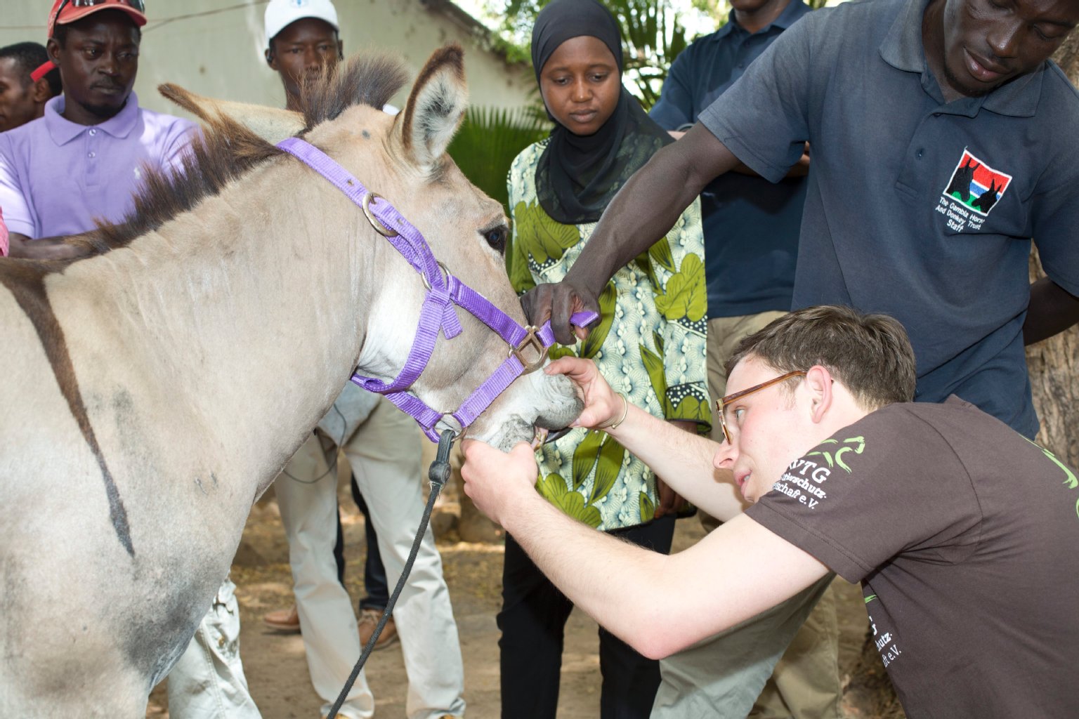 Image - Tierarzt hilft in Afrika: Der Daktari von Berlin