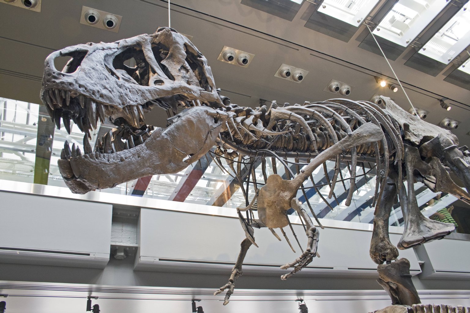 Image - Dino-Alarm: T-rex „Tristan“ streift bald durch Berlin