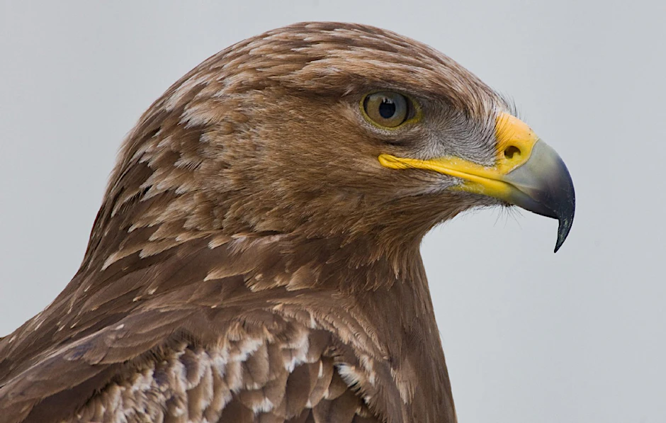 Der Schreiadler ist Brandenburgs Wappentier und massiv im Bestand bedroht.