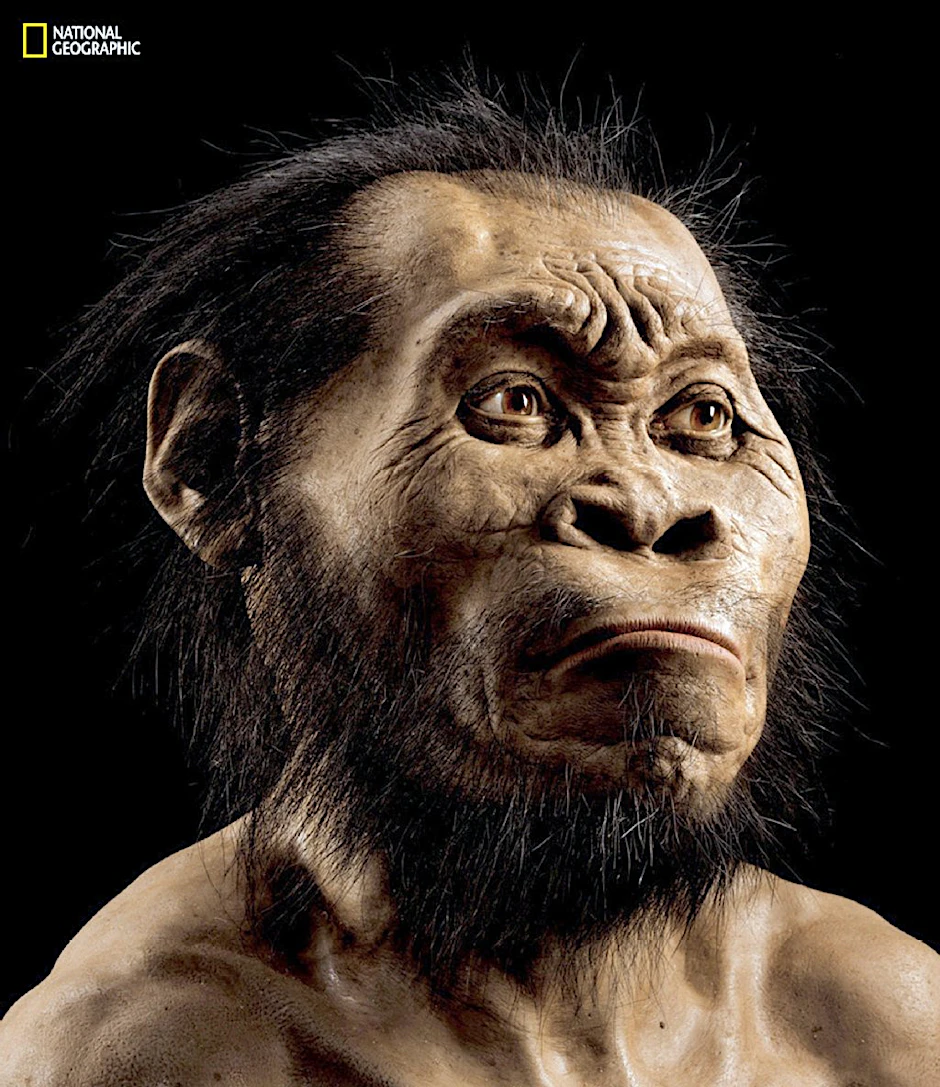 So soll der Homo Naledi ausgesehen haben.