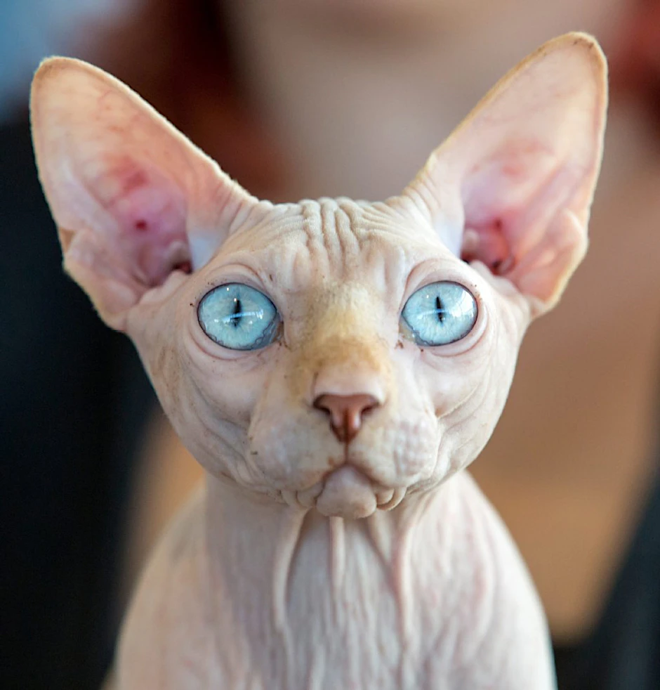 Canadian-Sphynx-Katzen haben fast kein Fell, sind also auch für Halter mit Katzenallergie geeignet.