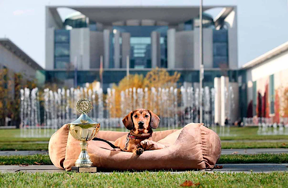 Eddie, ein Dackelmix aus Friedrichshain hat schon einmal die Wahl zum Hundeskanzler gewonnen. Wird es in diesem Jahr Ihr Hund?
