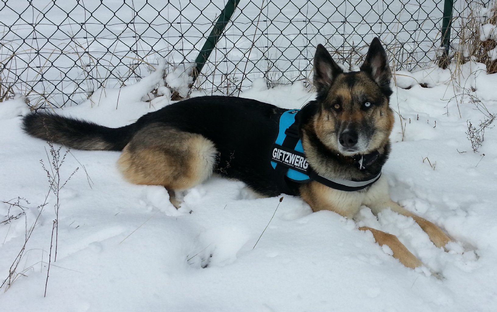 Gizmo, Mischling Husky-Schäferhund, 8 Jahre: läuft gut bei Fuß, hat an einigen Kursen in einer Hundeschule mitgemacht, versteht sich auch mit anderen Hunden.