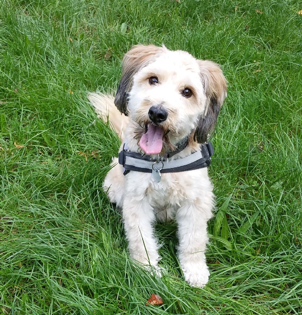Sunny, Tibet Terrier, 5 Jahre: sonniges Gemüt, ist allen Tierarten (außer Katzen) sehr aufgeschlossen, liebt Besuche in Tierparks und unserem Garten, hasst es, gebürstet zu werden.