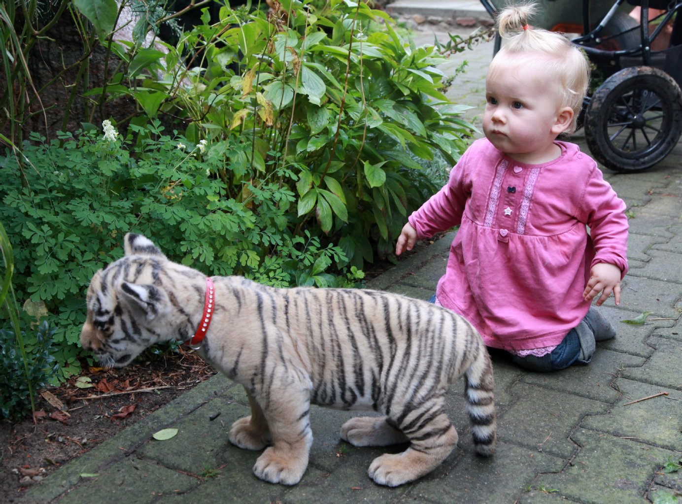 ... dessen Tochter Frida krabbelte dem Mini-Tiger munter hinterher.