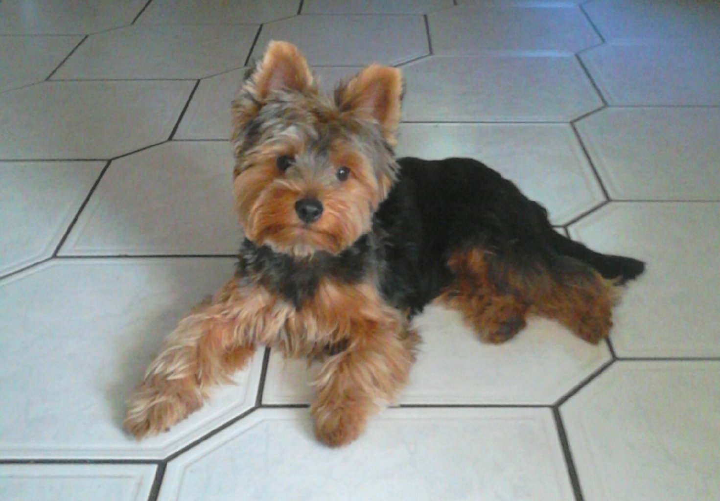 Sammy von Laurins Garten, Yorkshire-Terrier, 2 Jahre: sehr sensibel, ruhig, freundlich, anhänglich.