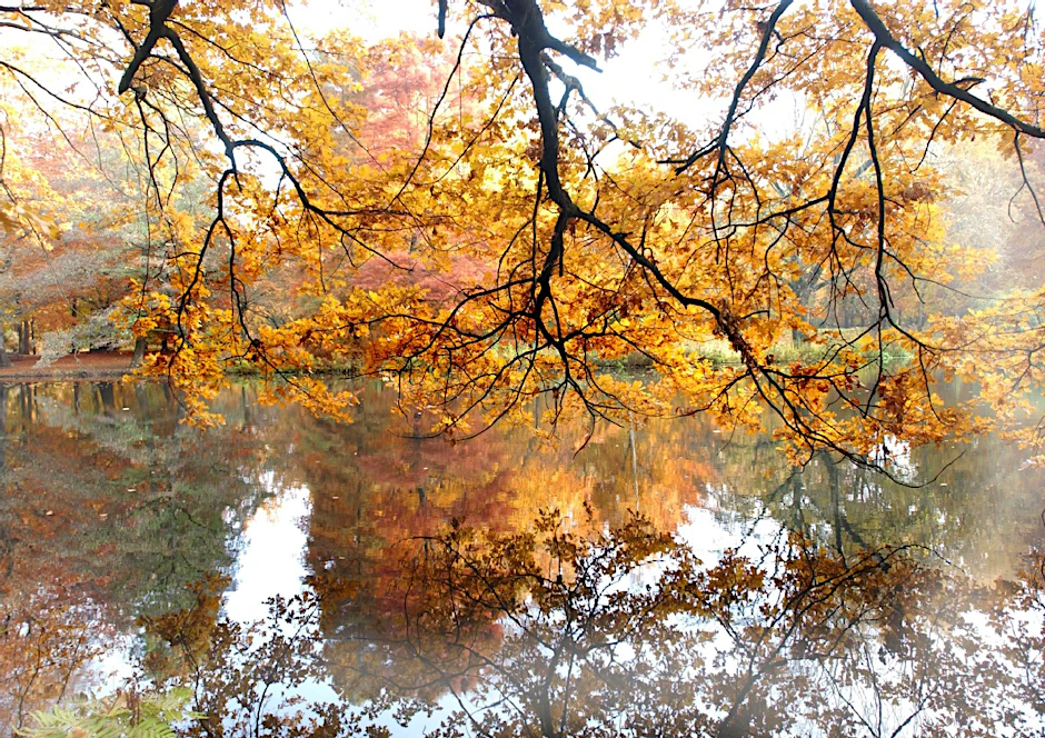 Malerischer Herbst im Tiergarten in Berlin.