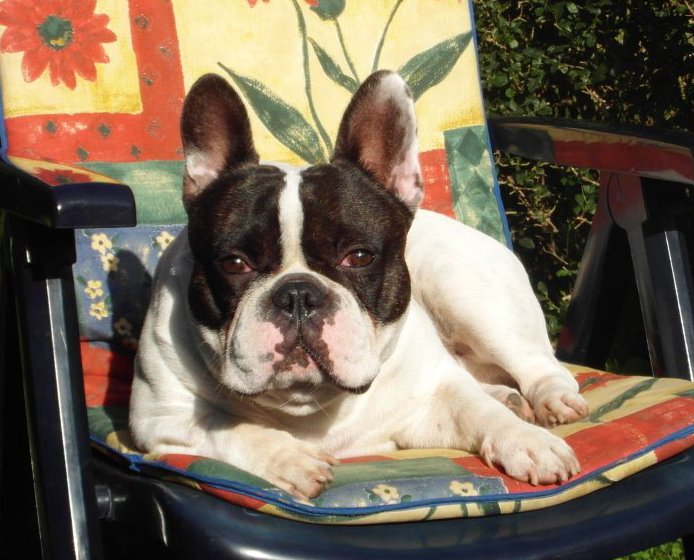 Alvin, Französische Bulldogge, 4 Jahre: aufgeweckt und ein liebevoller wunderbarer Familienhund.