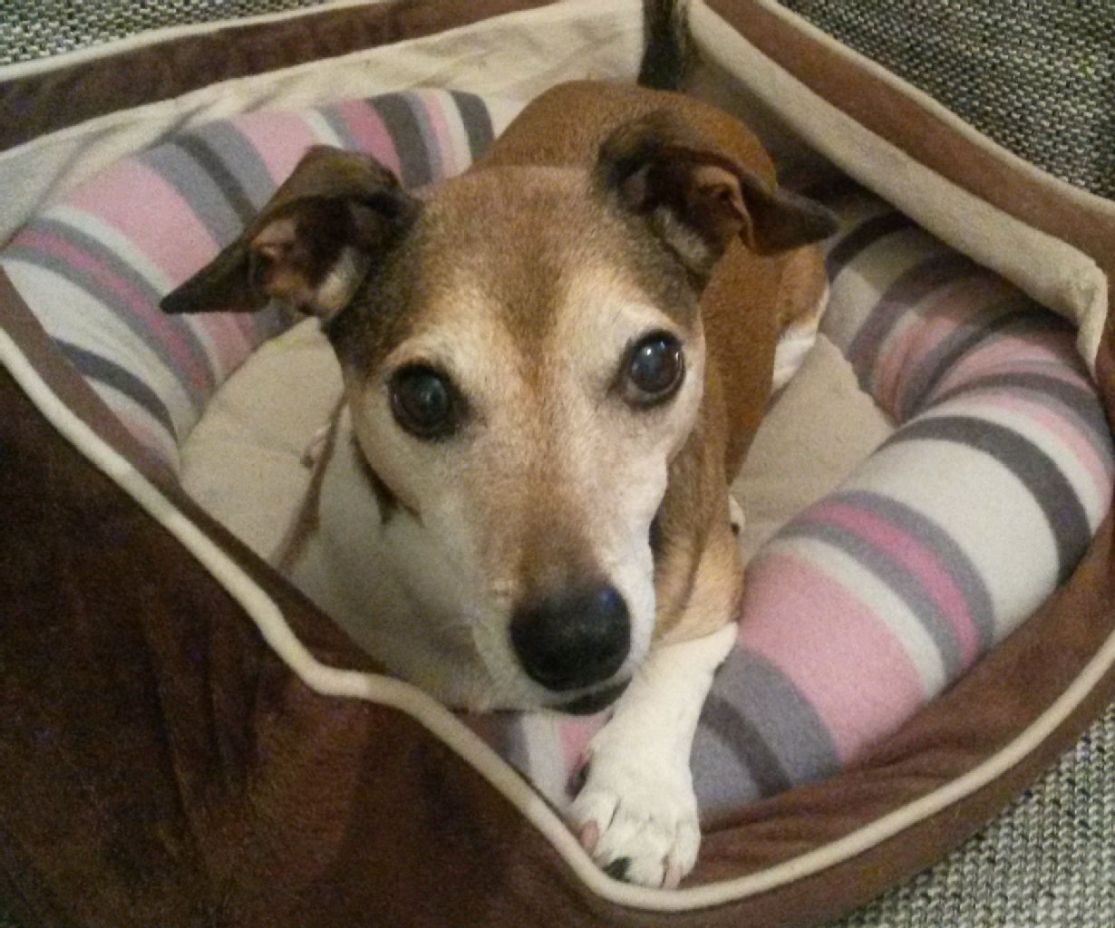 Freddy, Jack Russel, 10 Jahre: kleiner süßer Frechdachs