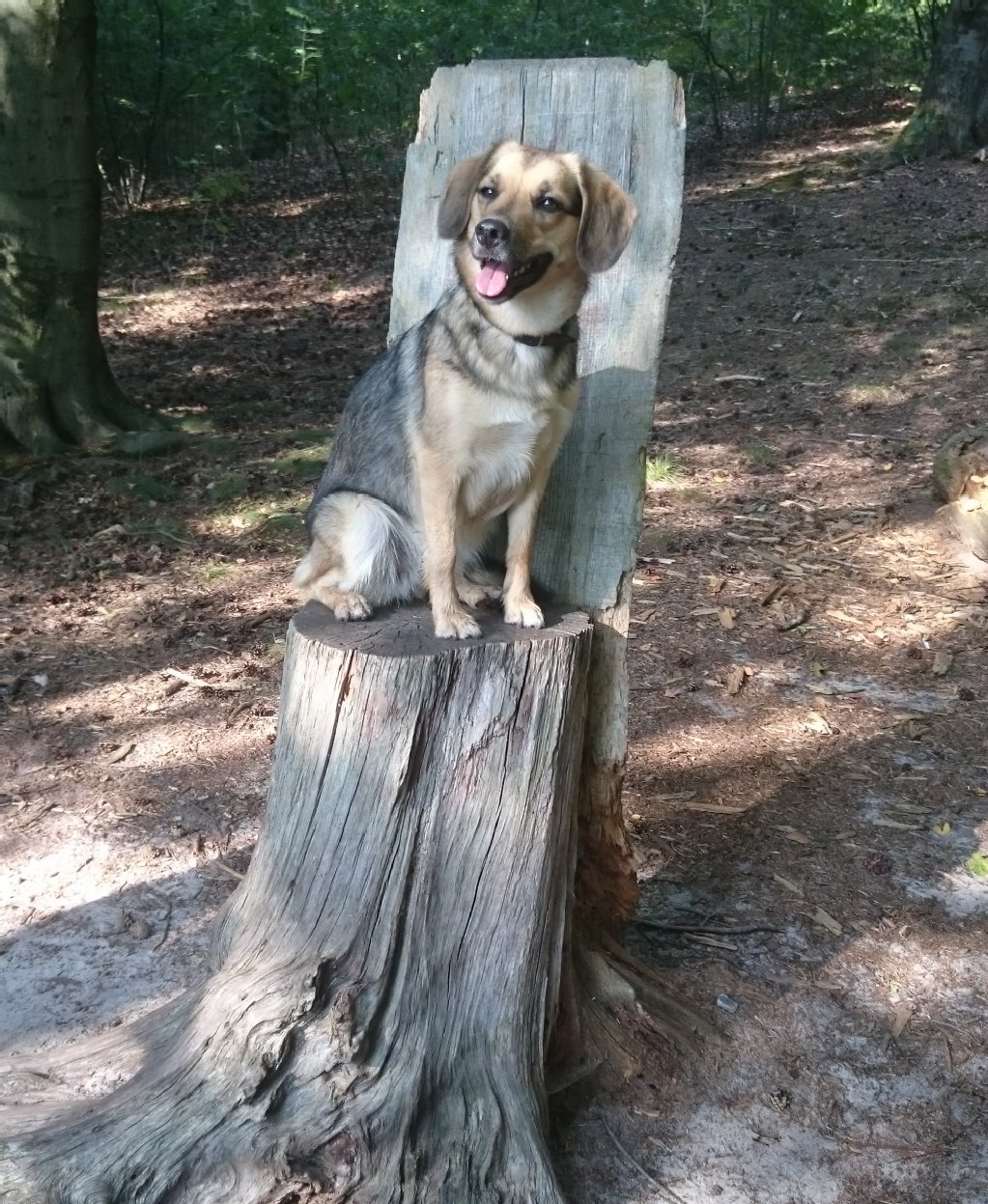 Kira, Beagle-Wolfsspitz-Mix, Alter: 1 Jahr und 9 Monate: beschützend, treu, zickig, liebevoll, dankbar, misstrauisch