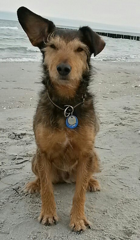 Keke, Jagdterrier, ca 5 Jahre: Fundhund aus dem Tierheim Zossen, war voller Flöhe und Zecken, total abgemagert, kein Jagdtinstinkt obwohl Jagdterrier, läuft neben dem Pferd, ist abrufbar und gut erzogen