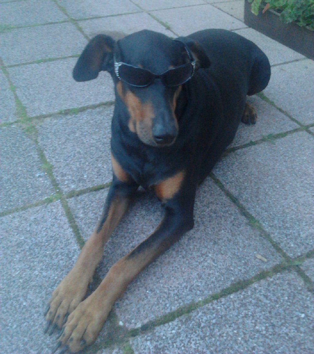 Santos, Dobermann, 11 Jahre: frisst gern und viel, liebt es, lange Gassi zu gehen und auf der Wiese mit Frauchen zu schmusen, liebt es, Fußball zu spielen.