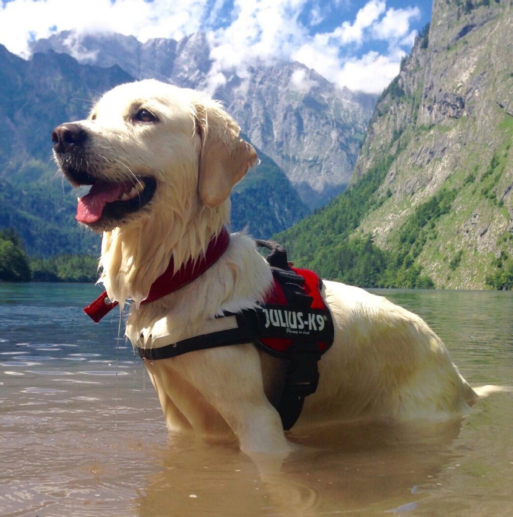 Nuala von Schöneiche, Golden Retriever Hündin, 2 Jahre: schwimmt für ihr Leben gern, kuschelt unwahrscheinlich viel, am liebsten ist sie mit ihrer Familie zusammen, egal ob es an die Ostsee oder in die Berge geht.