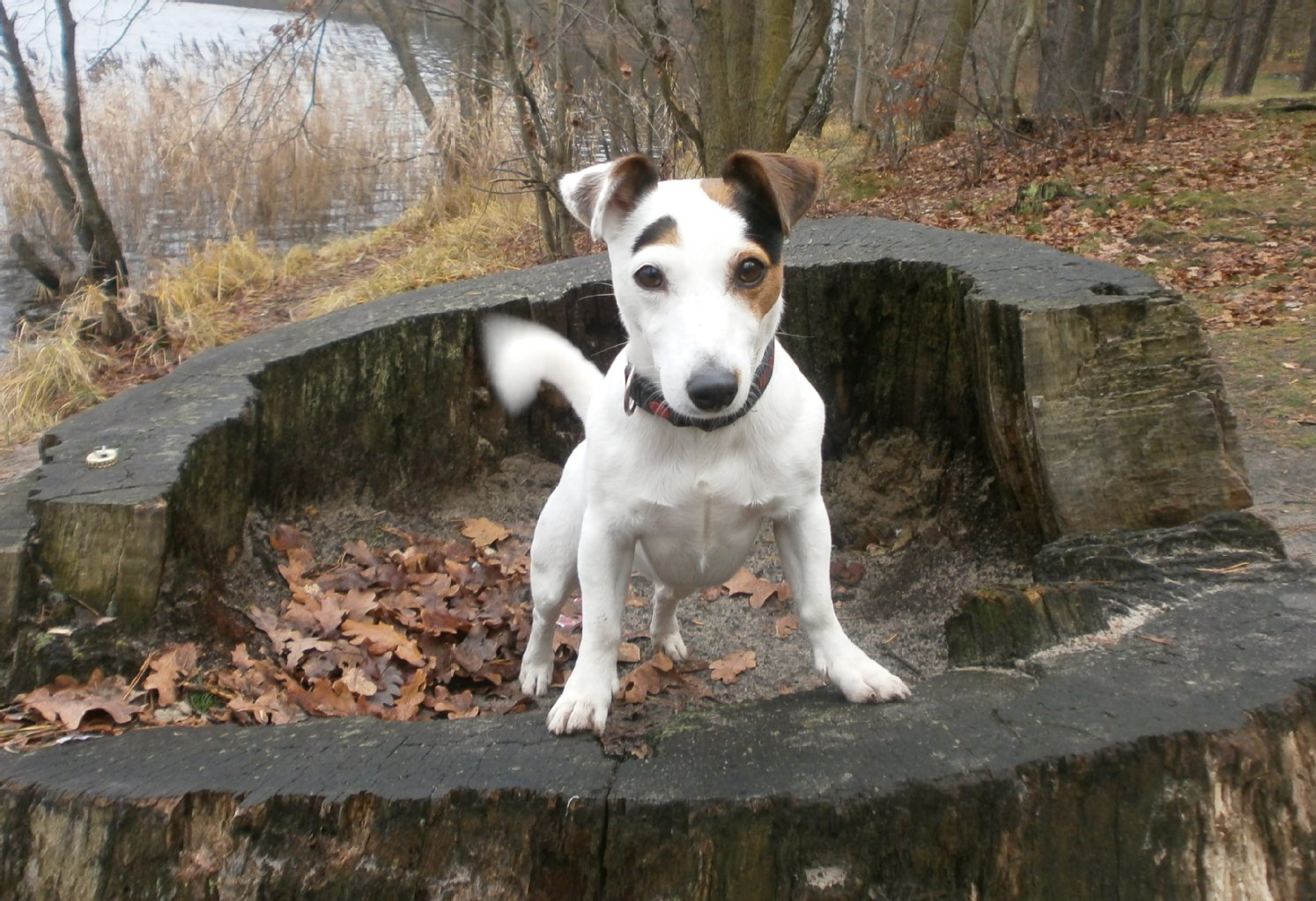 Amy, Jack Russel Dame, 7 Jahre: ein Clown,wie er im Buche steht, mag Bällchen spielen, stundenlang mit Frauchen und Herrchen durch Berlin und Brandenburg streifen, sie beherrscht einige Tricks, allerdings müssen auch dementsprechende Belohnungen abfallen.