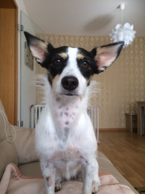 Marly, Mischling: Jack Russle/Chihuahua, 1,6 Jahre: Findelkind (aus Kreuzberger Hinterhof), sehr pfiffig, temperamentvoll, ballverrückt.