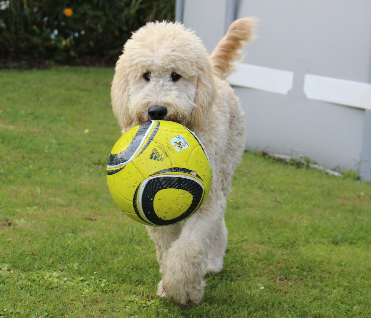 Bruno, Labradoodle, 1/2 Jahr jung: sehr ausgeglichen, freundlich zu Allen (egal ob mit 2 oder 4 Beinen), zur Begrüssung grinst er.