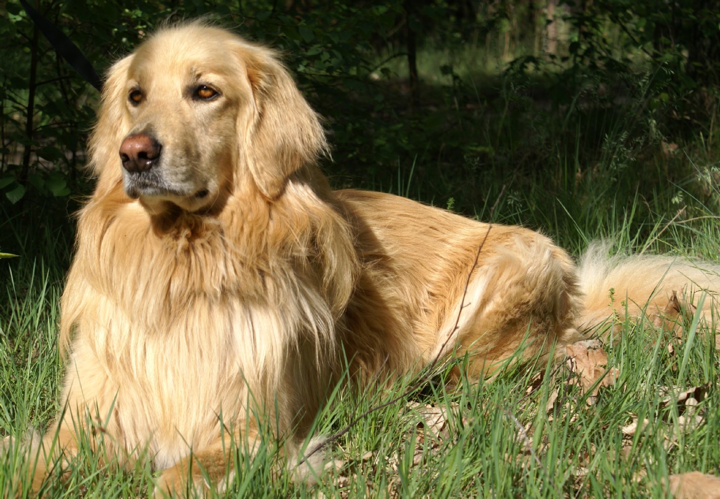 Rocco, Hovawart Rüde, 7 Jahre alt: friedlich, bewacht das Grundstück nicht gerade lautlos, spielt gerne und vorsichtig mit kleineren Hunden.