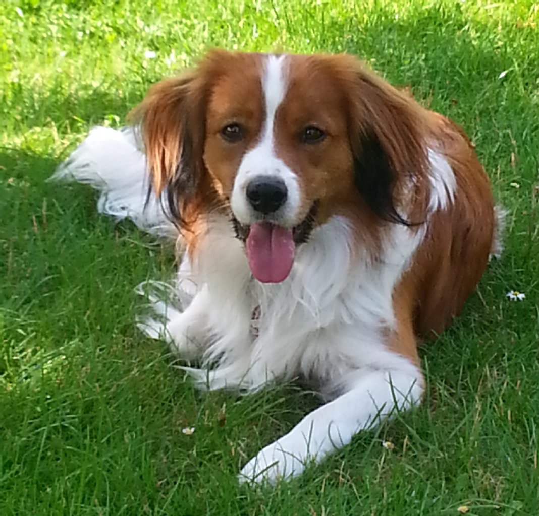 Filou, Kooikerhondje, 15 Monate: ist auch ein Filou, ein wahrer Spaßvogel mit viel Potenzial, er ist sehr gelehrig und gibt immer 150%.