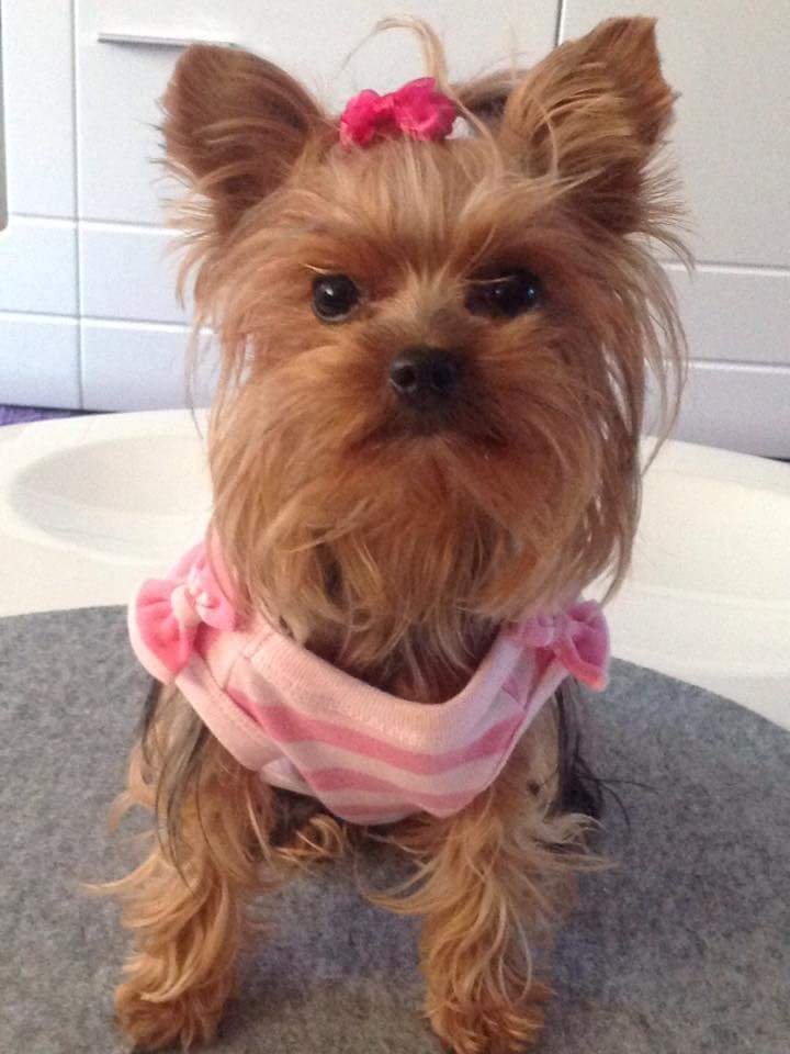 Gina heißt dieser einjährige Yorkshire-Terrier: verschmust, verspielt, kuschelt gern!