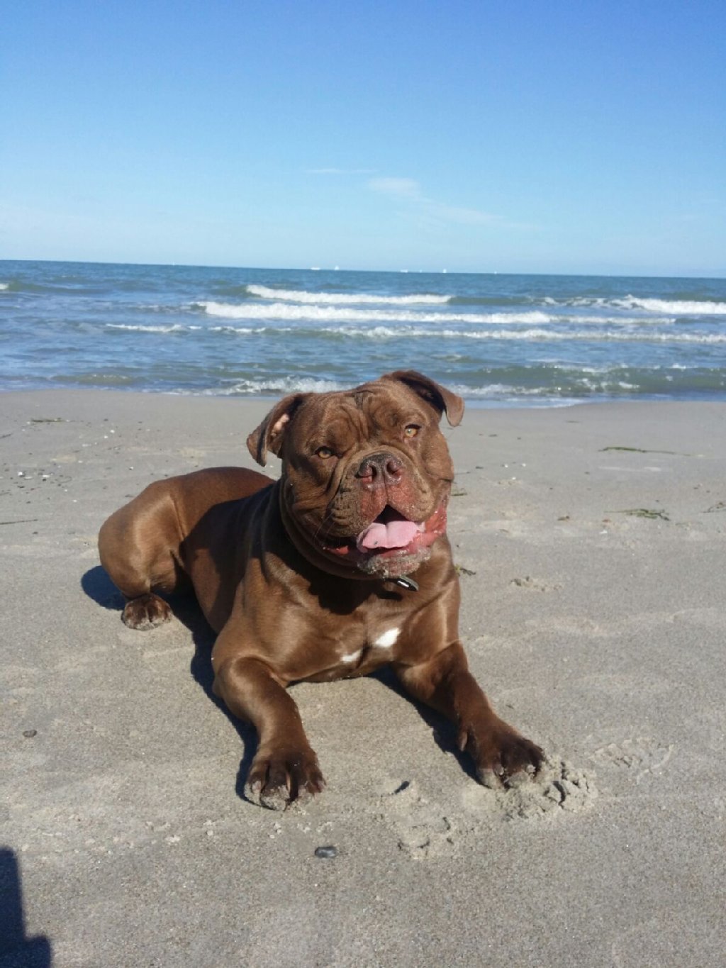 Maximus, ein verspielter, einjähriger Modern English Bulldogg ist treu und liebebedürftig.  