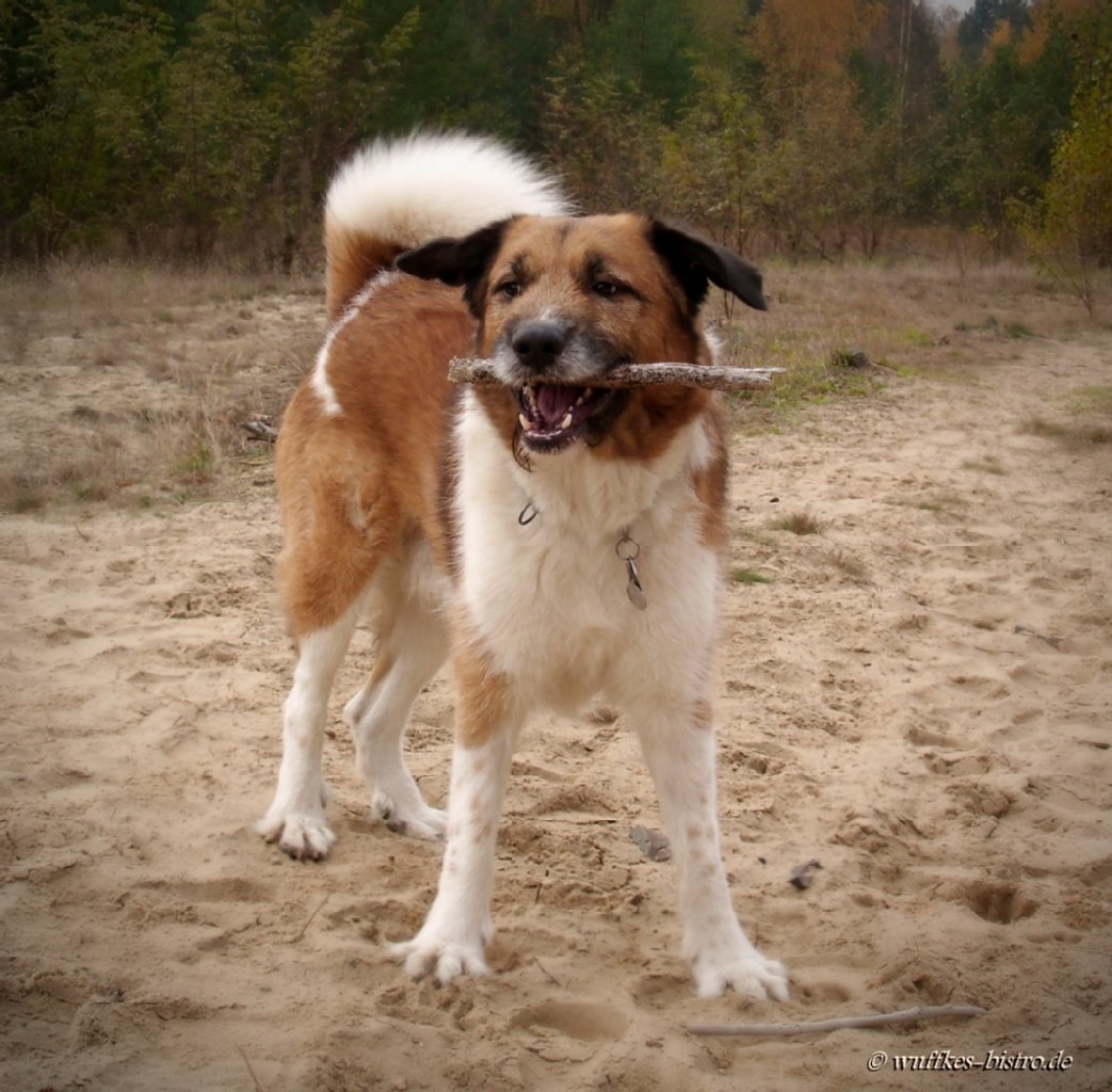 Herr Frodo heißt er, ein Collie-Afghane-Terrier-Mix und elf Jahre alt: Ein echter Damenversteher und sehr sozial. Trotz Alter und Wehwehchen immer noch ein flotter Flitzer!