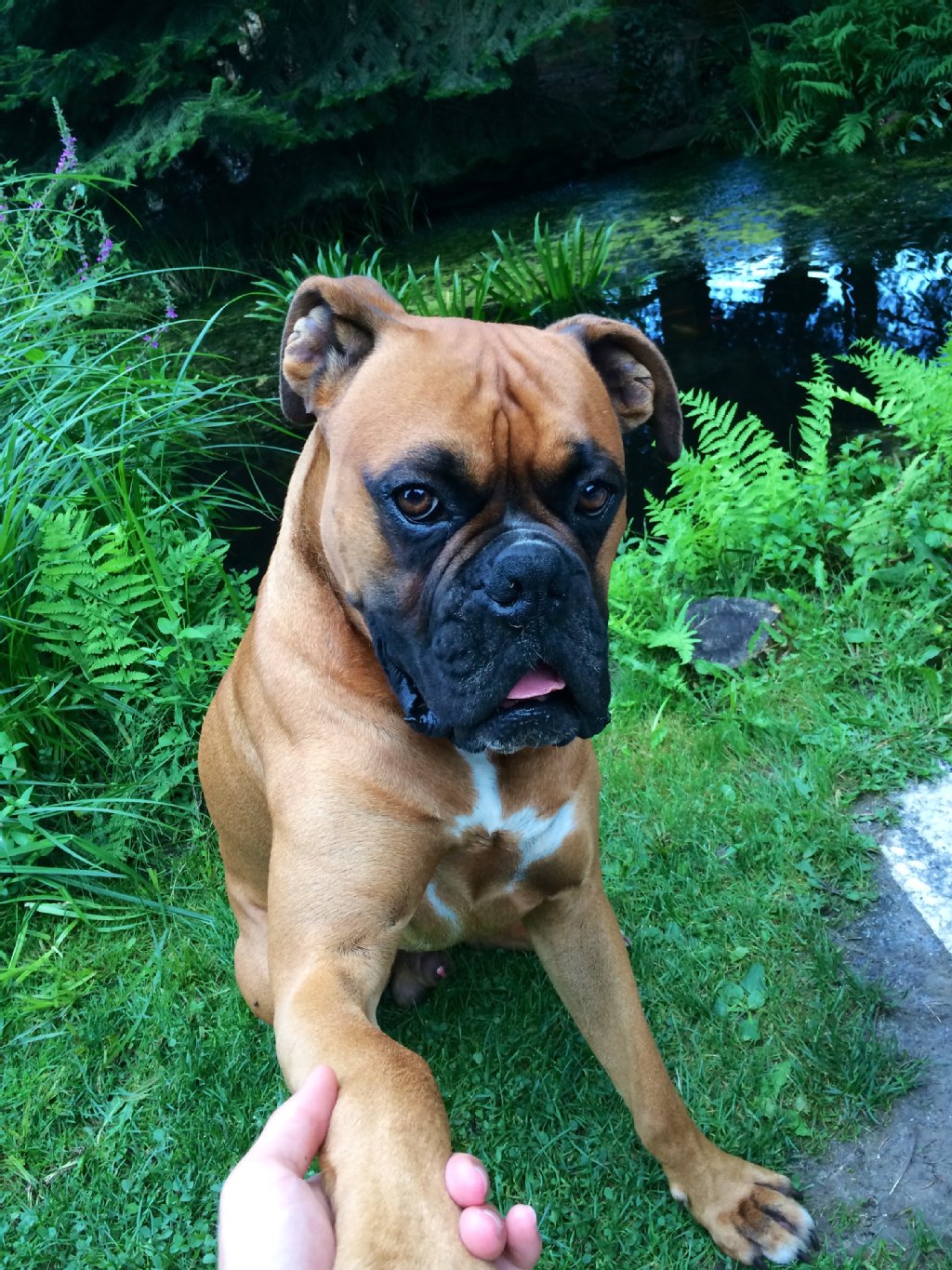 Shinji (3) ist zwar ein Deutscher Boxer, mopst aber leidenschaftlich gerne Schuhe! Ansonsten ist Shinji so lebendig, dass man ihn kaum müde bekommt. Er hört aufs Wort (manchmal erst aufs zweite…)