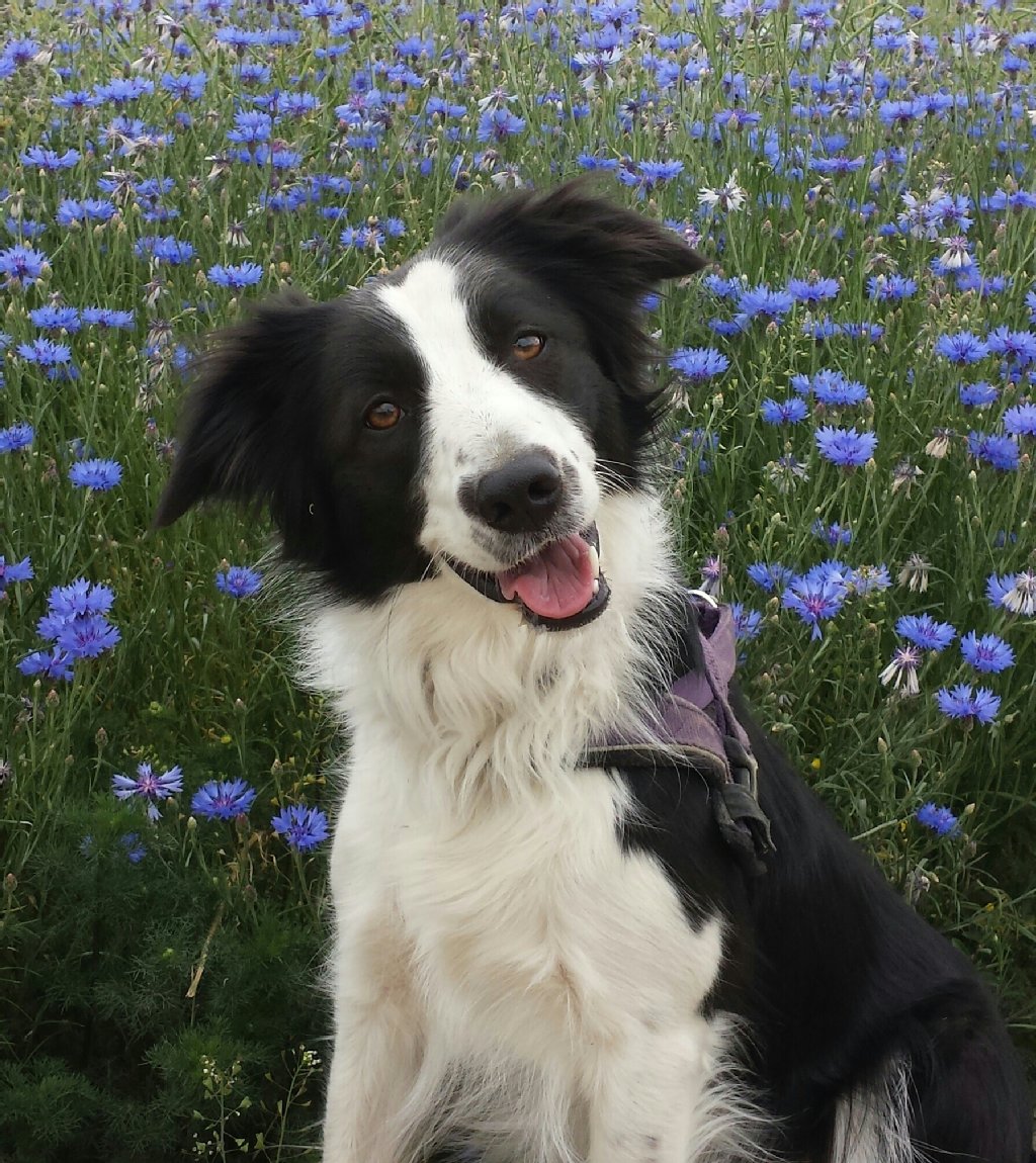 Border Collie Molly (3) liebt Käse, kommt gut mit anderen Hunden klar, rennt gern über Felder, mag aber keine Knaller.  
