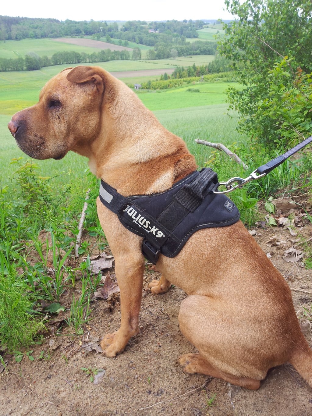 Gimo ist ein Shar-Pei, 10 Jahre alt, stur, wachsam, eigenwillig, aber verschmust!