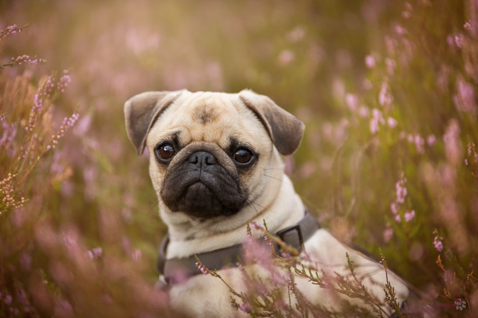 Mops Lotte ist gerade mal 9 Monate jung, kuschelbedürftig: Die verrückte Chaos-Diva verzaubert alle mit ihrer herzlichen Art.