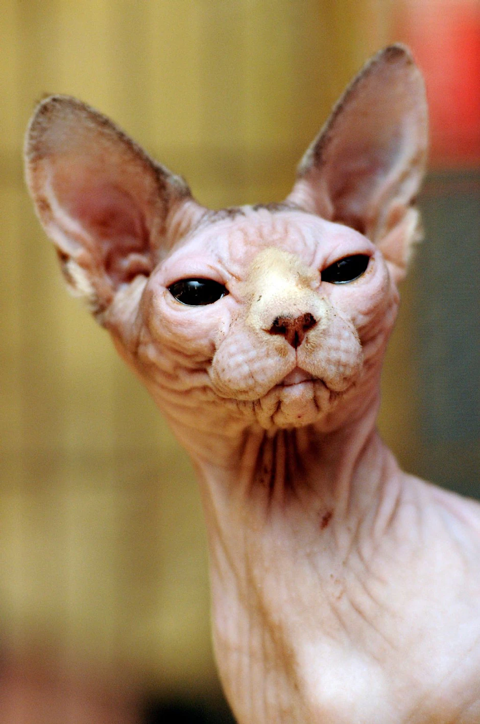Die Canadian-Sphinx-Katze