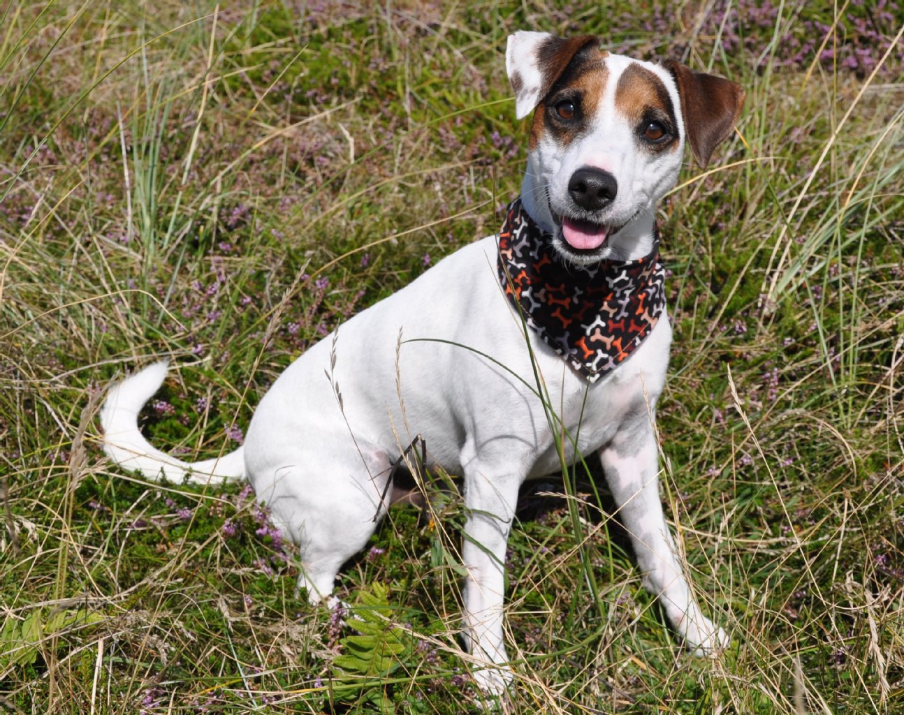 Murphy, 7 Jahre alt, Parson Russsell Terrier: macht Agility, Dogdancing, knurre und belle nur auf Kommando. Gelehrig, pfiffig, aufmerksam.