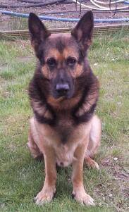 Ike ist 6 Jahre alt und ein Altdeutscher Schäferhund. Er ist die Ruhe in Person, verschmut, sehr wachsam und gehorsam. Er wurde 2015 aus dem Tierheim geholt.