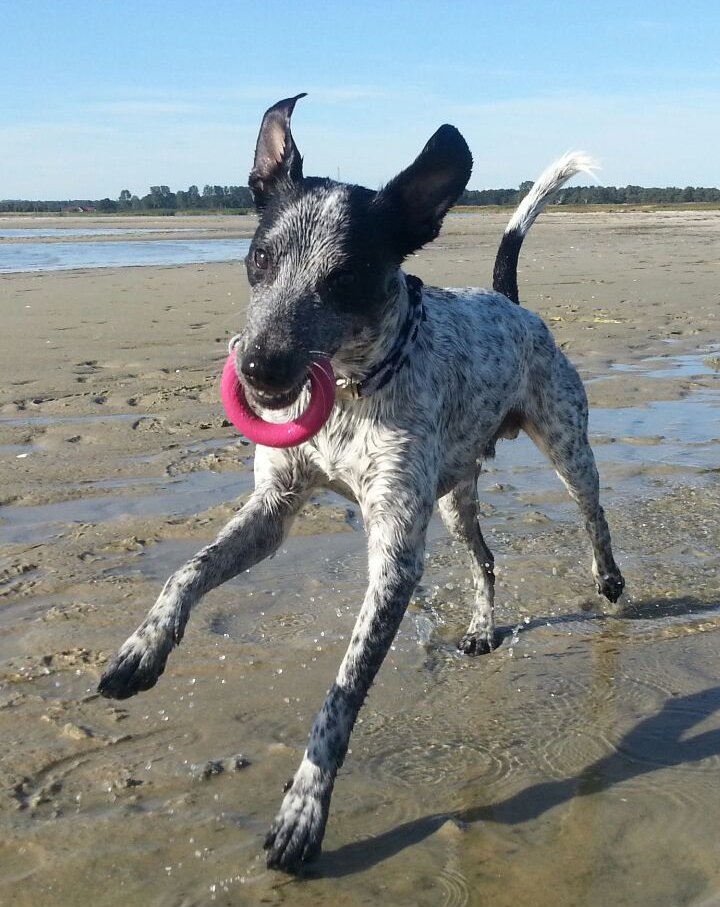 Eddie, 1 Jahr und 4 Monate, ist ein Kelb-tal Kaca-Dalmatiner-Mix. Er hebt das Pfötchen, wenn man „Icke“ zu ihm sagt! Gehorcht aufs Wort, auch wenn er keine Hundeschule besucht hat.