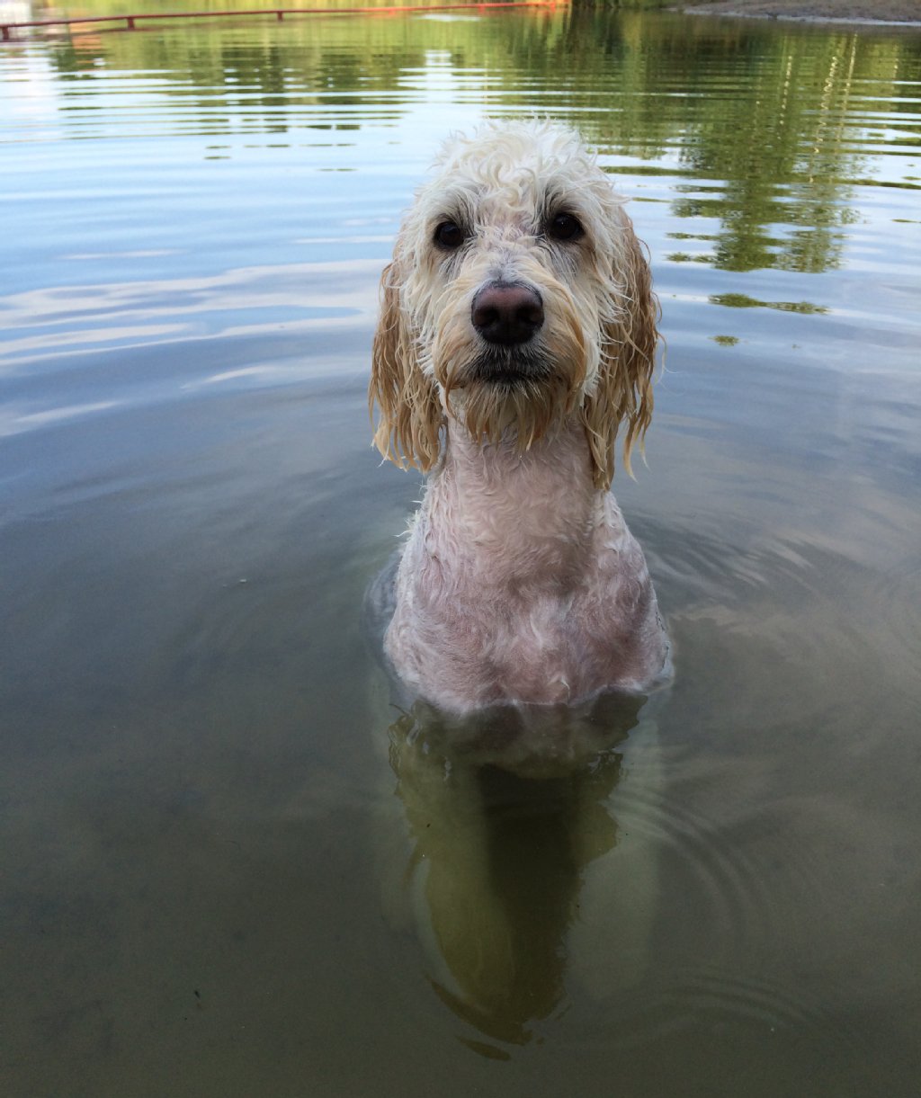 Esel ist eine Goldendoodle-Dame und 3 Jahre alt: beherrscht alle gängigen Kommandos inklusive Guten Tag! Ist ist eine echte Wasserratte und süchtig nach Bällchen spielen.