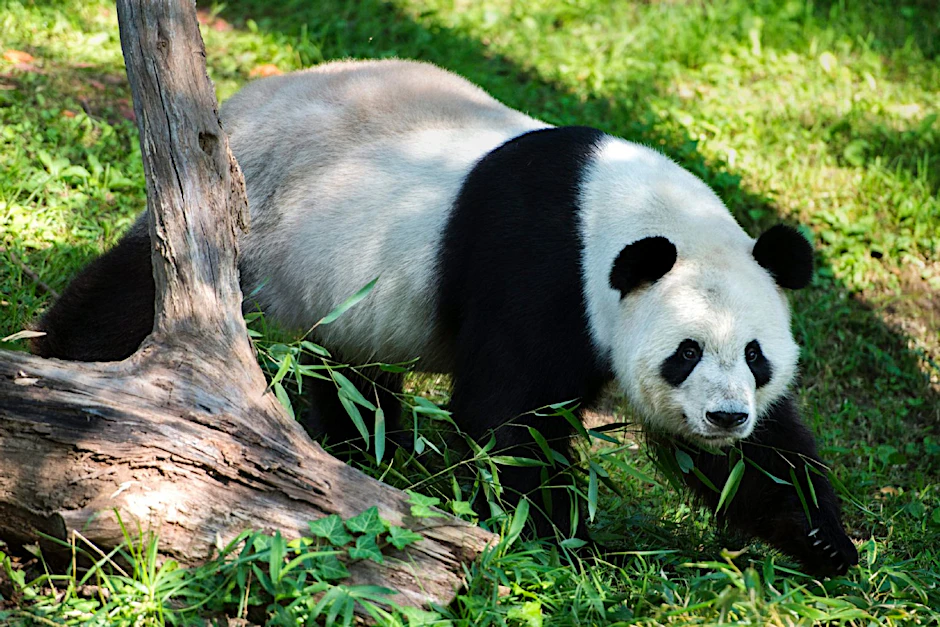 Riesenpandas gehören zu den am meisten gefährdeten Arten der Welt.