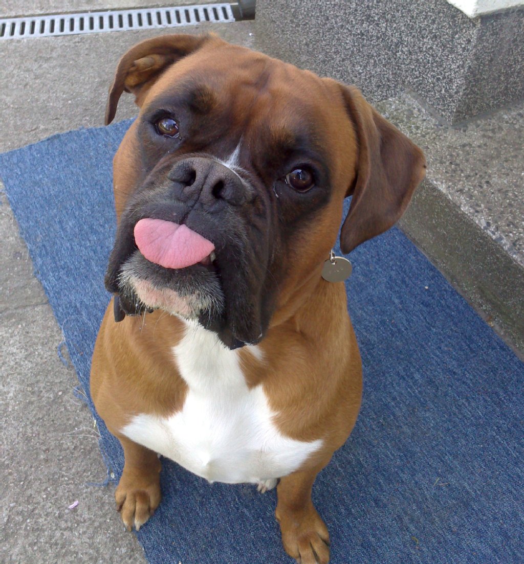 Paul, 3 Jahre alter Boxer: temperamentvoller Wirbelwind. Er kam von der Boxernothilfe zur Familie.