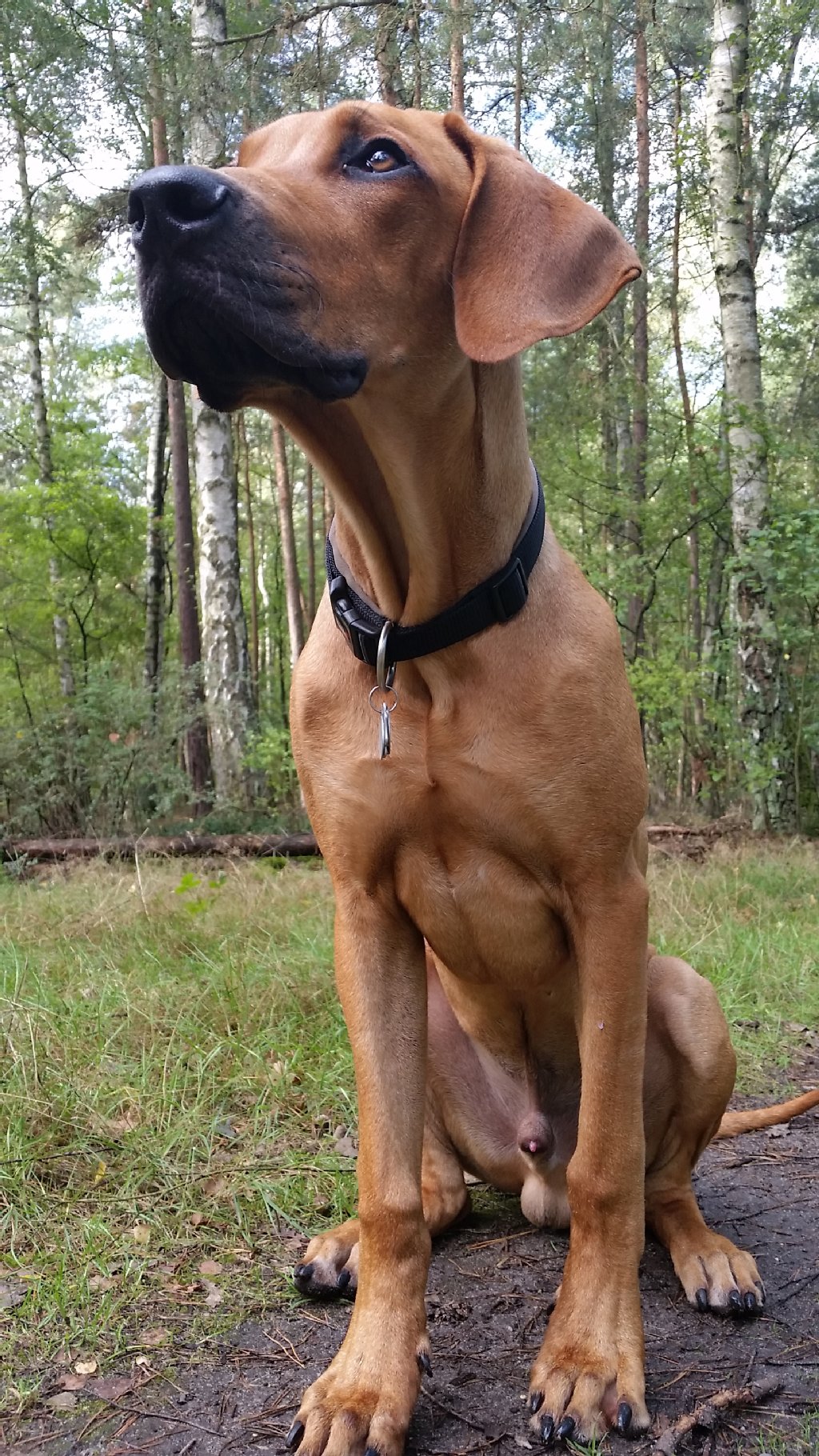 Sam (8 Monate) ist ein Rhodesian Ridgeback Rüde. Er könnte den ganzen Tag lang futtern (dementsprechend pupst er auch), liebt es mit Artgenossen zu balgen (Öhrchen knabbern), und er ist ein Power-Schläfer (bitte nicht vor 8 Uhr wecken) und eine totale Kuschelbacke (Bauch kraulen ist supi).