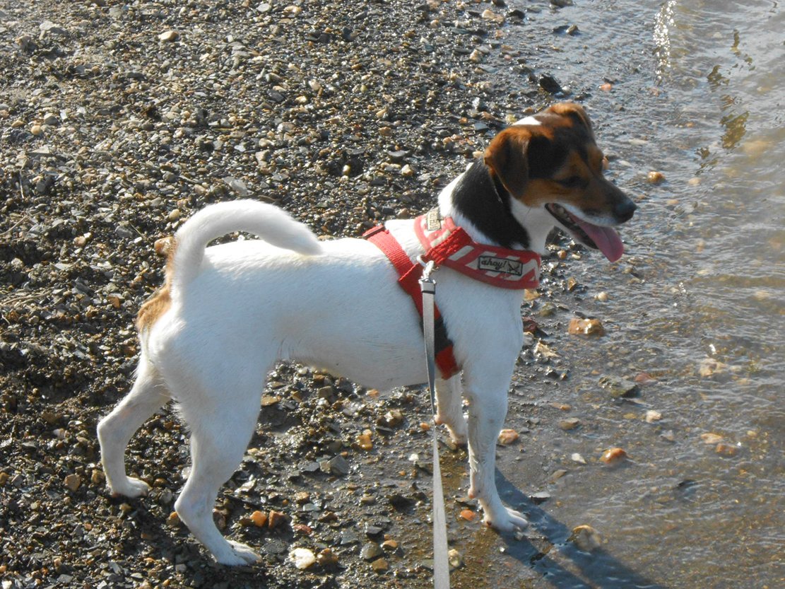 Irmi LavSchune, ist ein Danish-Swedish Farmdog und 2 Jahre alt. Sie ist nicht nur ein robuster dänisch-schwedischer Bauernhund sondern auch auch Prinzessin: wachsam, neugierig ,mutig ,klug, verspielt ,total verschmust, kinderlieb. Ihr Lieblingsschlafplatz ist die Armbeuge von Frauchen unter dem Deckbett.