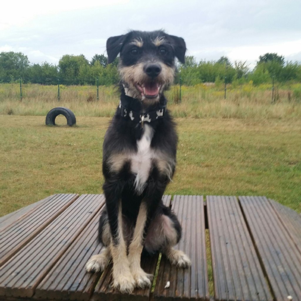 Elvis ist ein 2 Jahre alter Schnauzer-Jagdhund-Mix und unwahrscheinlich liebebedürftig. Er glaubt oft, er sei ein Chihuaua, da er sich tragen lässt wie ein Baby.