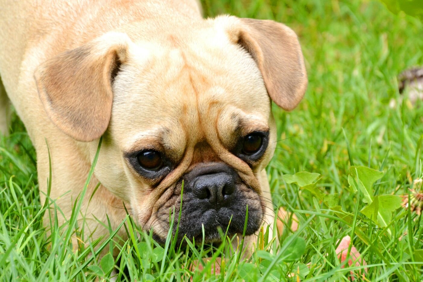 Luna (2) ist ein Frops: eine Mischung aus französischer Bulldogge und Mops! Zuhause ist Luna in Berlin-Heiligensee