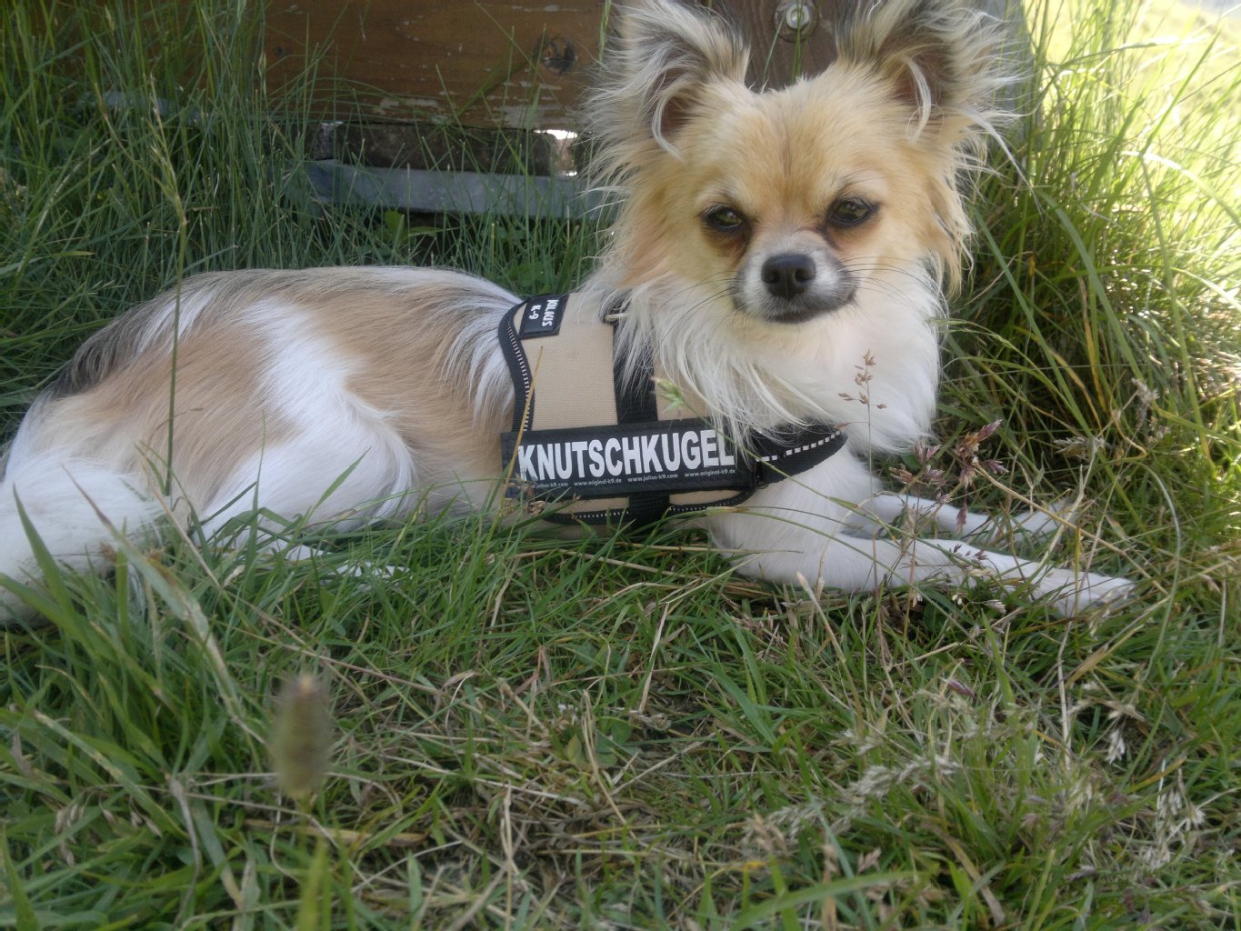 Bismarck (3), ein Chihuahua-Rüde, hat sich prima als Familienhund eingelebt. Er ist sehr verschmust, lässt sich den ganzen Tag knuddeln, tobt aber auch mal gerne zwischendurch im Garten - besonders gerne, wenn andere kleine bis mittelgroße Hunde zu Besuch kommen. Auch "auf Arbeit" in Frauchens Begleitung bei logopädischen Hausbesuchen erobert Bismarck alle Herzen im Sturm.