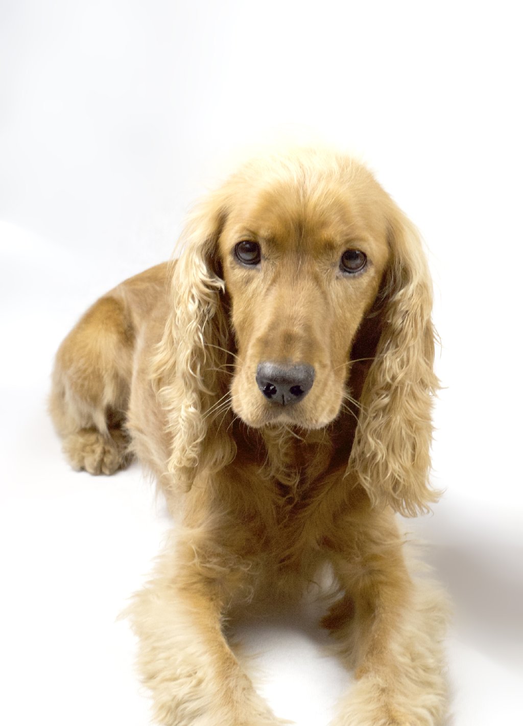 Whitney (8) ein weiblicher Englischer Cocker Spaniel, hat eine ganz üble Erfahrung hinter sich: Als Welpe wurde Whitney bei minus 15 Grad mitten im Winter ausgesetzt! Zum Glück wurde er noch rechtzeitig gefunden, kam dann erst einmal ins Tierheim. Inzwischen hat er sich toll gemacht, zeigt sich treuherzig und ergeben. Obwohl sie kastriert wurde, legt sie einen erstaunlichen Jagdtrieb an den Tag - vor allem Eichhörnchen und Hasen haben es ihr angetan. Übrigens ist Whitney auch sehr intelligent, kann viele Kunststückchen zB. sich Totstellen, Winken, Rolle machen, Tanzen, Pfötchen geben etc. - "der beste Hund der Welt".  