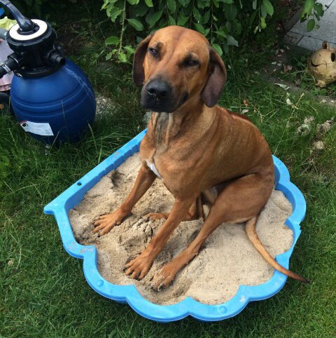 Stella ist eine 3 Jahre alte Ridgeback Dame, lieb und mit einem Hang zum auf der Couch und im Sand sitzen. 
