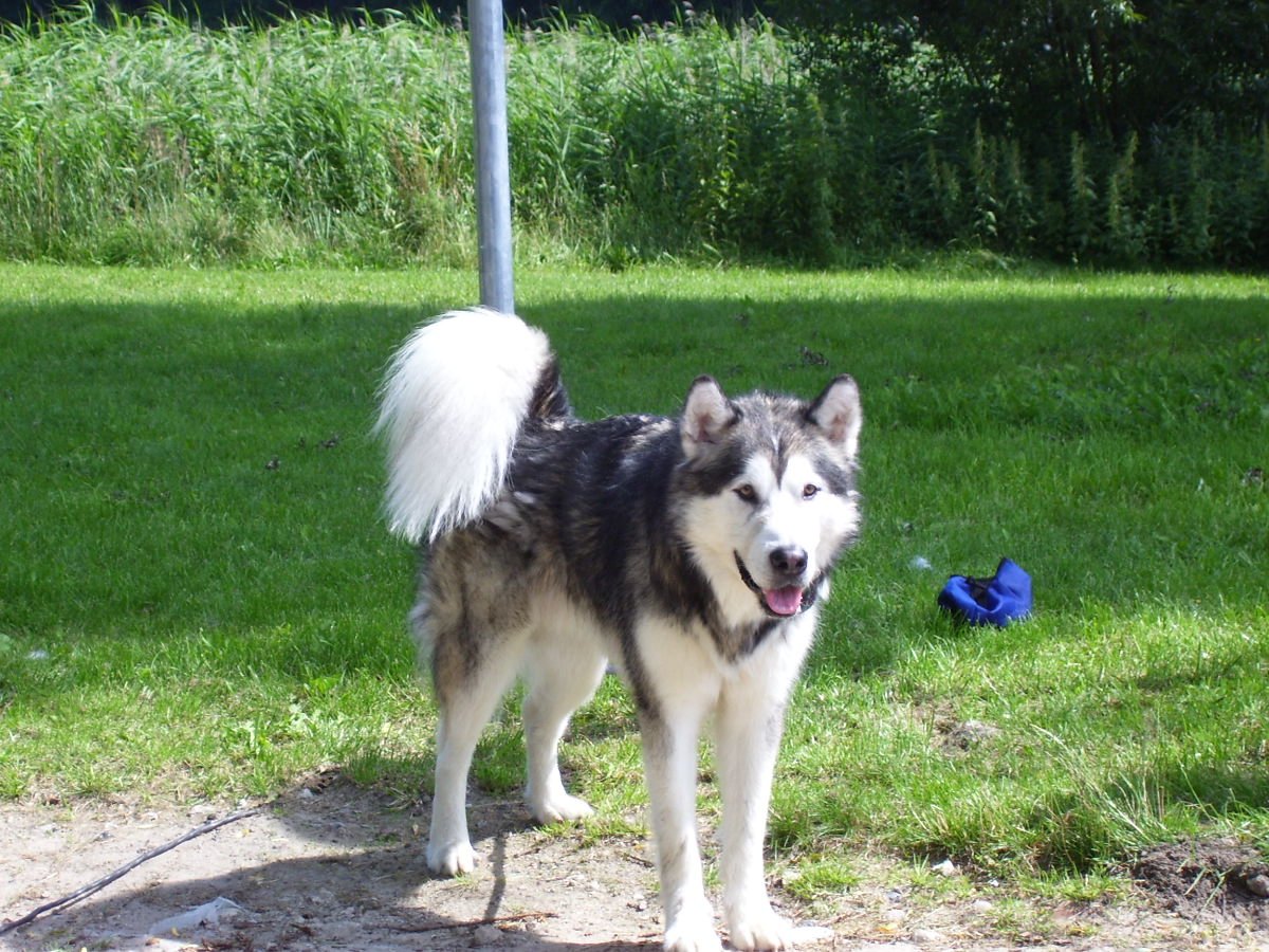 Moonlight (11), ein Alaskan Malamute, ist sehr freundlich und verschmust, will mit jedem kuscheln. Sie kann sehr gut mit Menschen, hat deswegen als Therapiehund in Pflege- und Seniorenheimen gearbeitet. Moonlight wurde auch zum Behinderten-Begleithund ausgebildet, kann daher auch einige Tricks. Und dabei zeigt sie sich durchaus selbstbewusst.