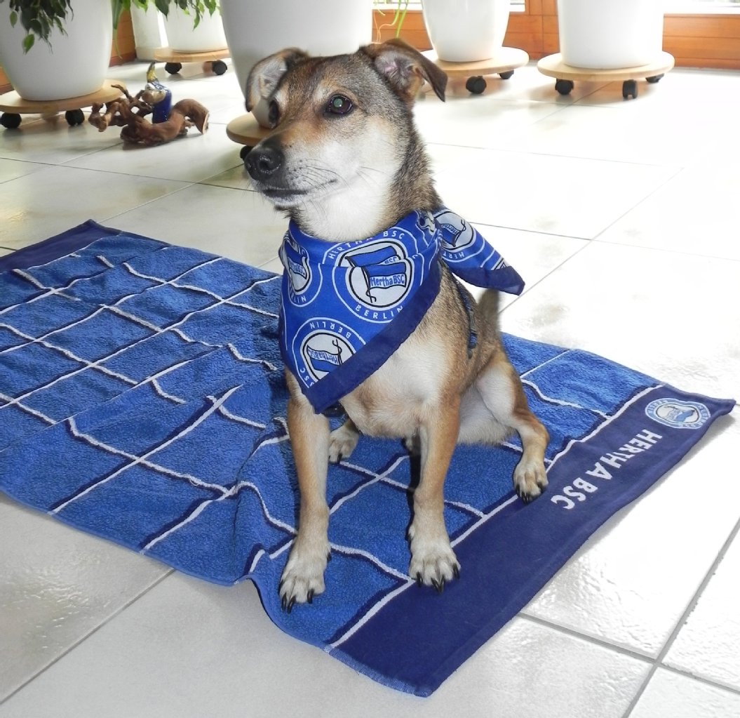 Promenadenmischung Pity kommt aus dem Tierheim Herzsprung und ist 5 Jahre alt. Er ist ganz lieb, sozialverträglich und der größte vierbeinige Hertha-Fan.